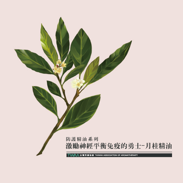 防疫精油系列 激勵神經平衡免疫的勇士—月桂精油