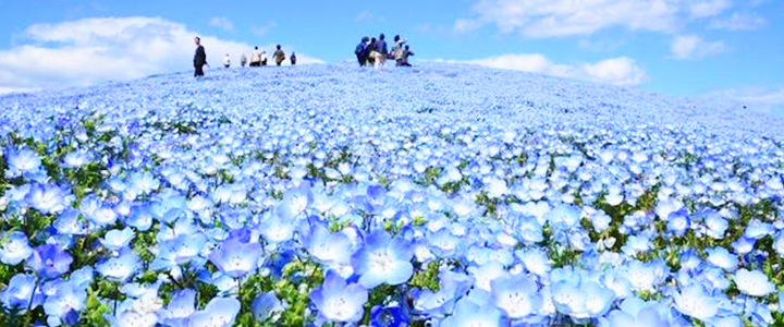 ​我只看見滿滿的藍！日本海濱公園的芳療生活