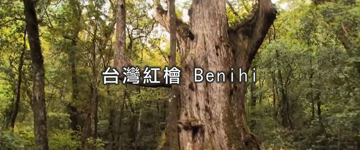 台灣紅檜精油 Benihi