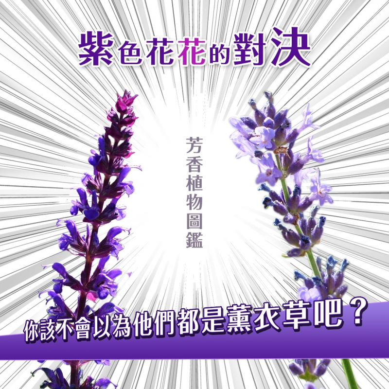 芳香植物圖鑑-紫色花花的對決！你該不會以為他們都是薰衣草吧？