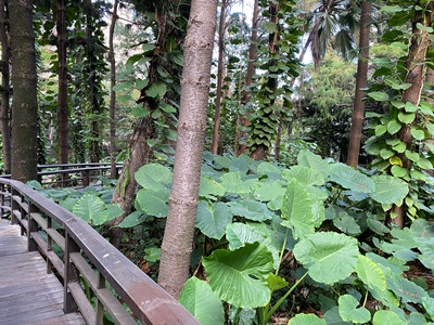 人物專訪：《香氣印記─看不見的植物園》策展人葉若鋆 TWAA台灣芳療協會
