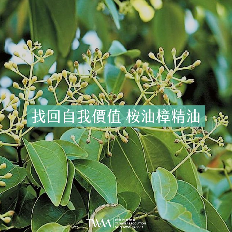 找回自我價值 桉油樟精油