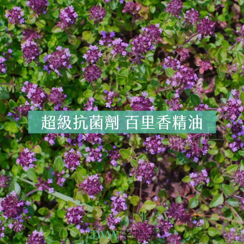 超級抗菌劑 百里香精油