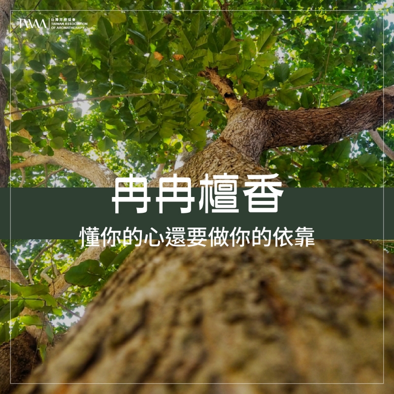 ​冉冉檀香，懂你的心還要做你的依靠