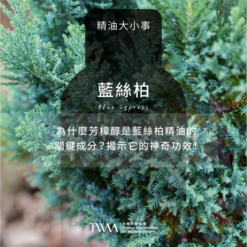 藍絲柏精油是什麼？認識 Blue Cypress 的木質香氣、成分與擴香應用