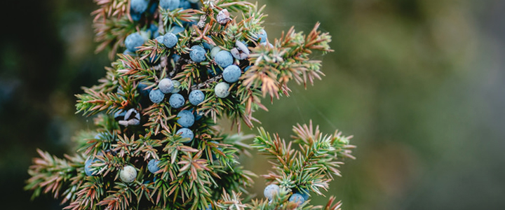 與負面能量斷捨離:杜松精油