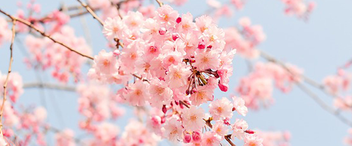 春暖花開！春季芳療喚醒身心的柔軟度