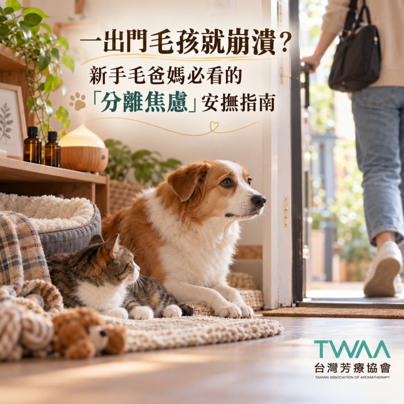 飼主一出門毛孩就崩潰？新手毛爸媽必看的「分離焦慮」安撫指南