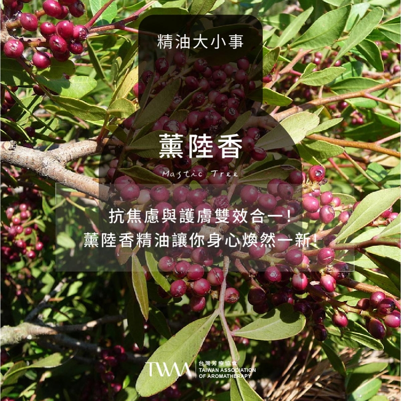 抗焦慮與護膚雙效合一！薰陸香精油讓你身心煥然一新!