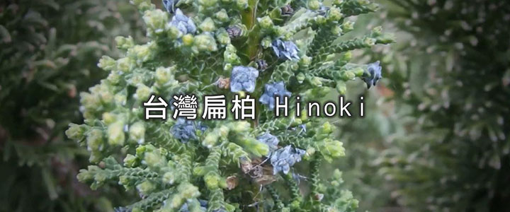 台灣扁柏精油 Hinoki