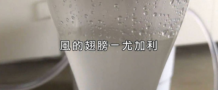 尤加利精油的故事  風的翅膀