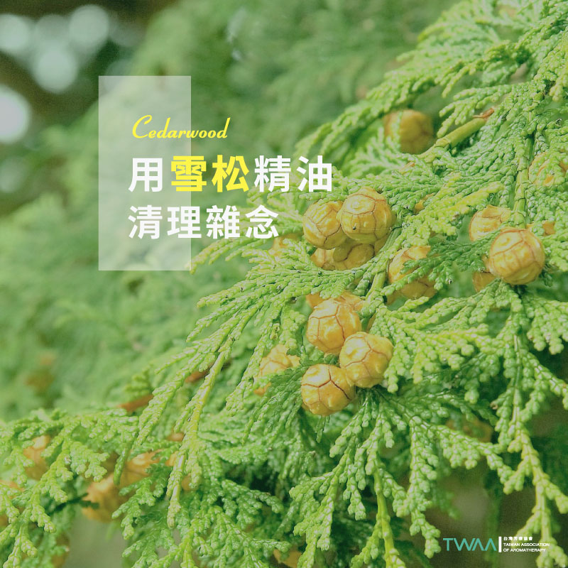 ​用雪松精油來清理雜念