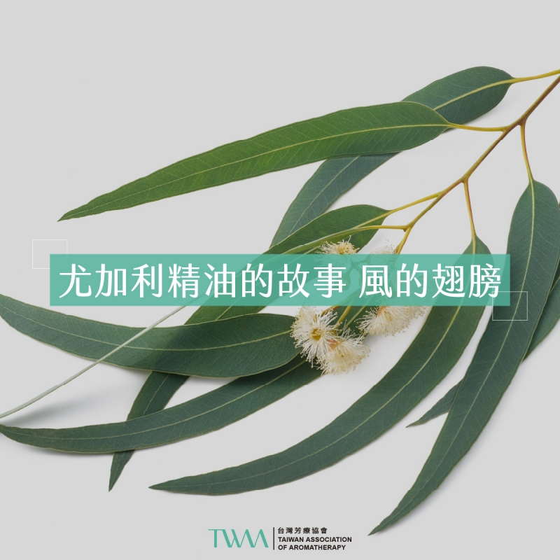 尤加利精油的故事  風的翅膀
