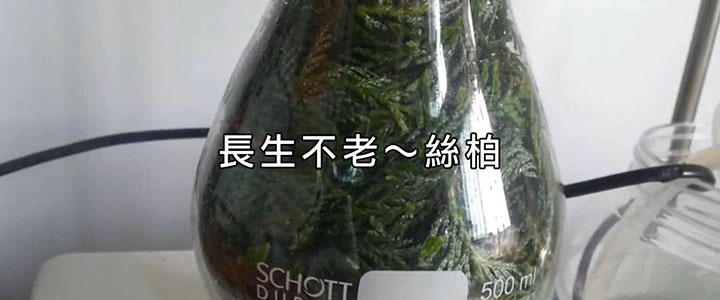 長生不老的 絲柏精油