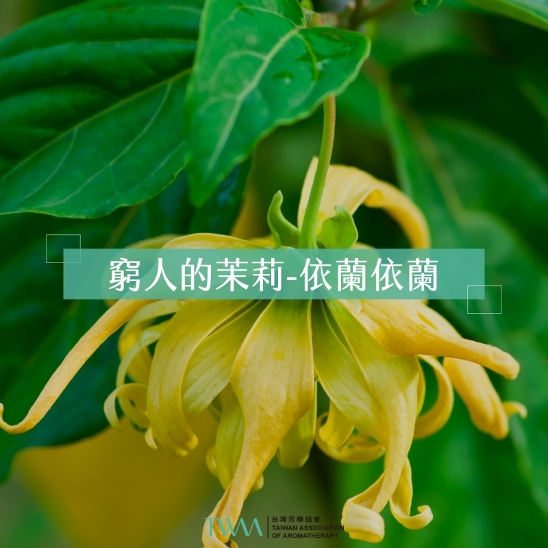 窮人的茉莉 依蘭依蘭精油