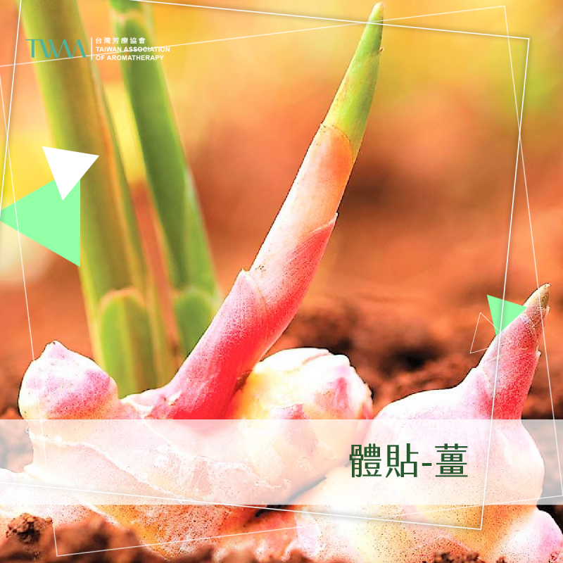 體貼-薑 / 精油心情故事