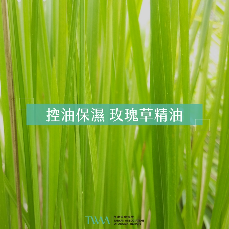 控油保濕 玫瑰草精油