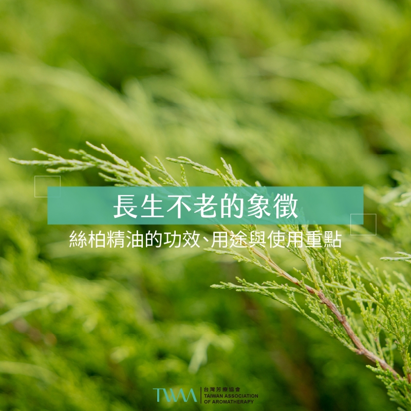 長生不老的象徵：絲柏精油的功效、用途與使用重點