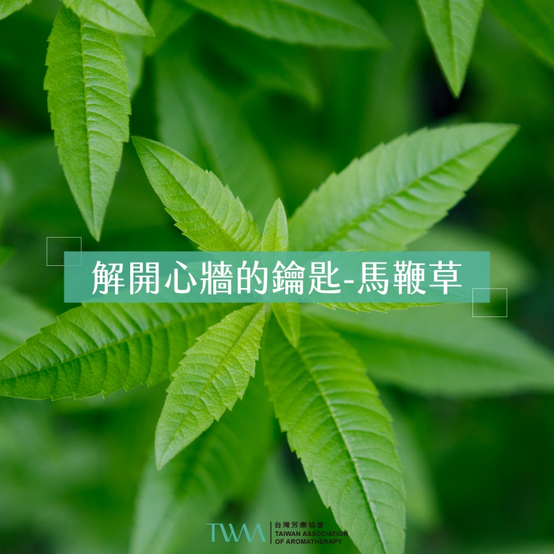 解開心牆的鑰匙 馬鞭草精油