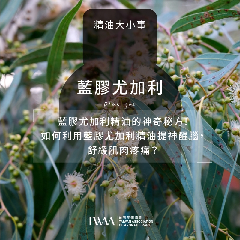 藍膠尤加利精油的神奇秘方!如何利用藍膠尤加利精油提神醒腦，舒緩肌肉疼痛？