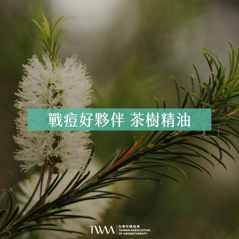 戰痘好夥伴 茶樹精油