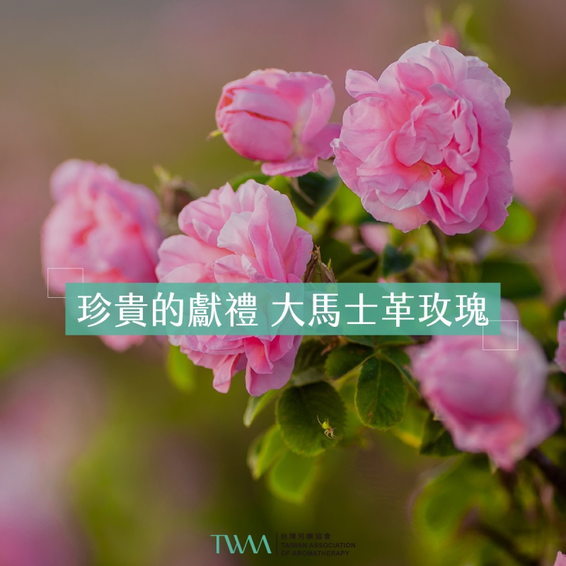珍貴的獻禮 大馬士革玫瑰