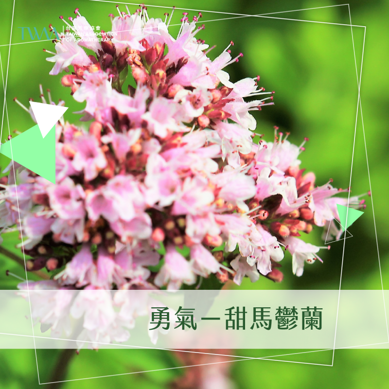 勇氣－甜馬鬱蘭/精油心情故事
