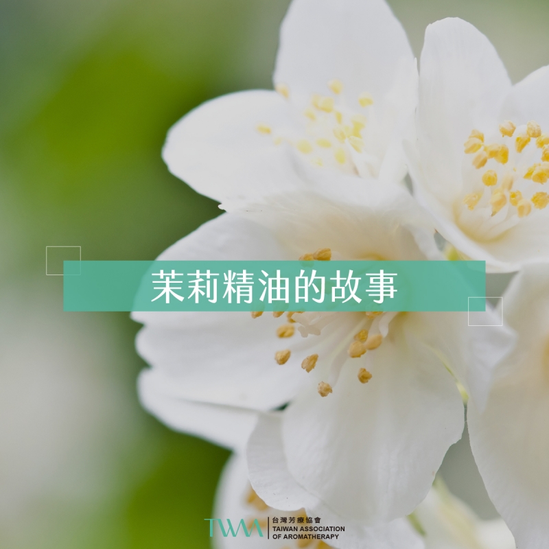 茉莉精油的故事
