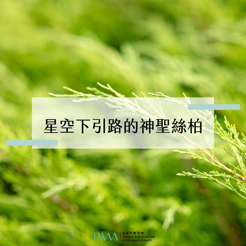 星空下引路的神聖絲柏