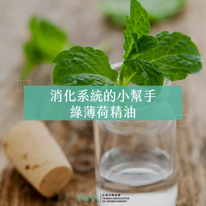 消化系統的小幫手 綠薄荷精油