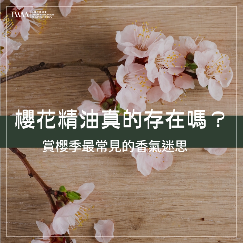 櫻花精油真的存在嗎？賞櫻季最常見的香氣迷思