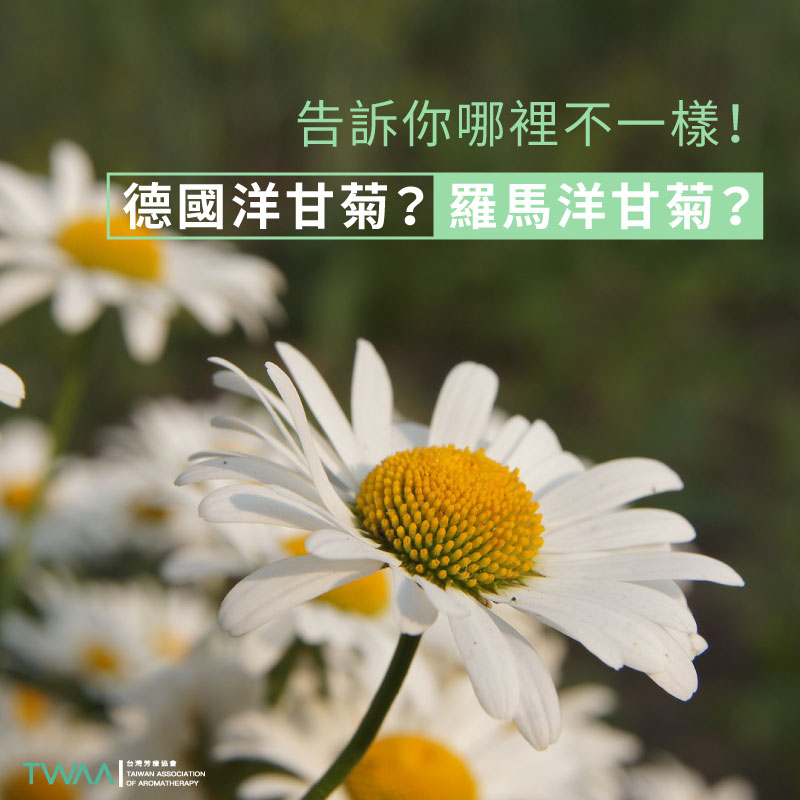 德國洋甘菊？羅馬洋甘菊？告訴你哪裡不一樣