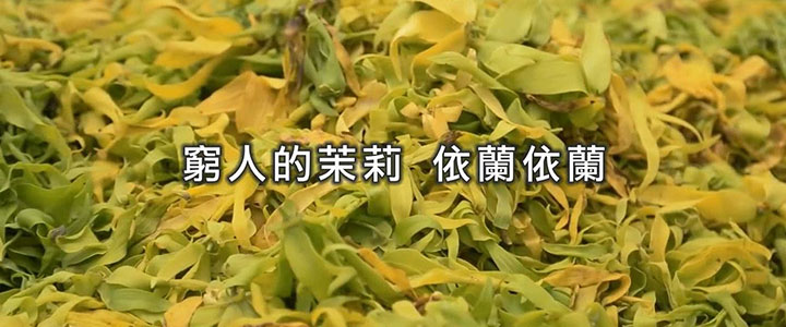 窮人的茉莉 依蘭依蘭精油