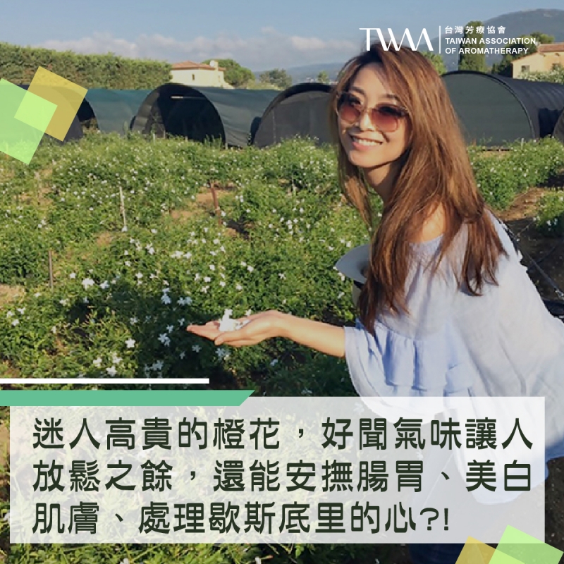 迷人高貴的橙花，好聞氣味讓人放鬆之餘，還能安撫腸胃、美白肌膚、處理歇斯底里的心?!