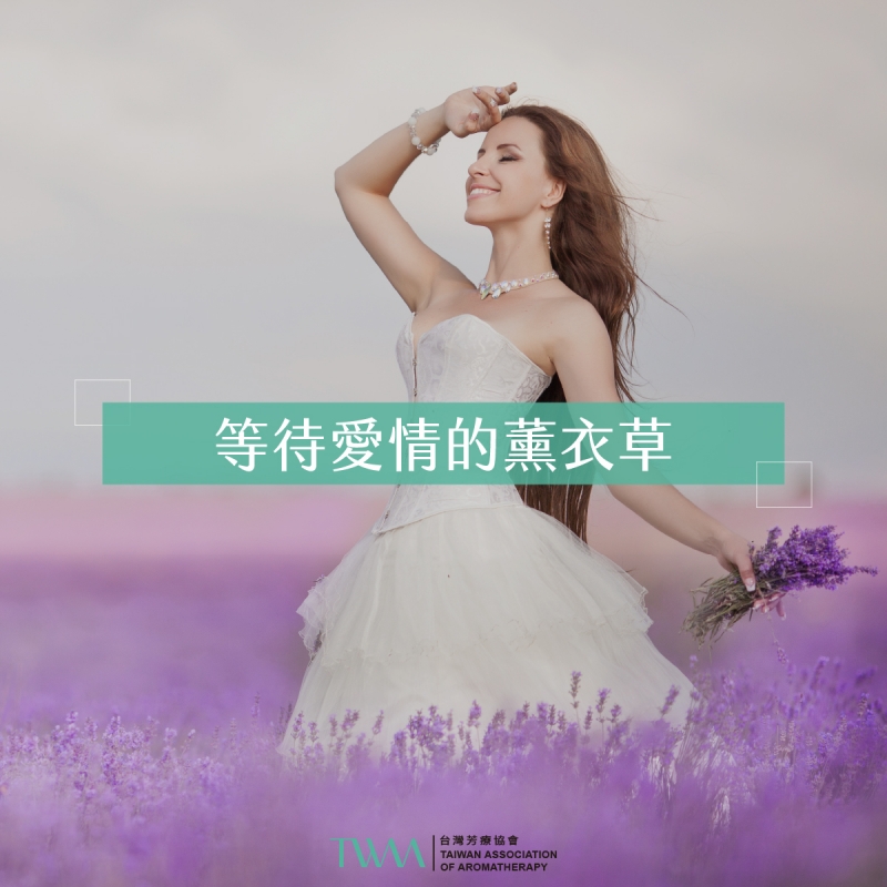 等待愛情的薰衣草