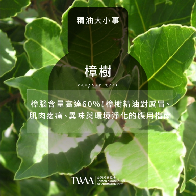 樟腦含量高達60%！樟樹精油對感冒、肌肉痠痛、異味與環境淨化的應用指南