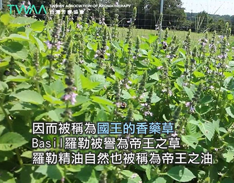 國王的香藥草 羅勒精油．因而被稱為國王的香藥草