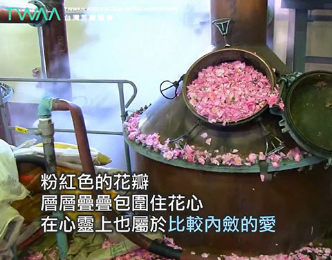 內斂的愛 千葉玫瑰．千葉玫瑰層層包圍住花心，在心靈上也屬於比較內斂的愛