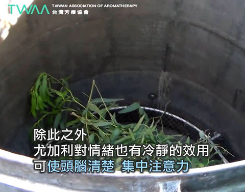 尤加利精油的故事 風的翅膀．尤加利可以幫助集中注意力