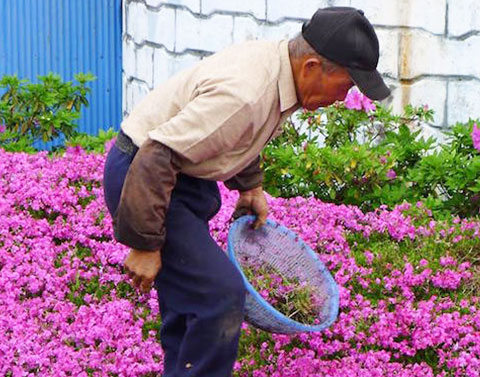 芝櫻花的香氣：即使盲眼，也能再次感受世界