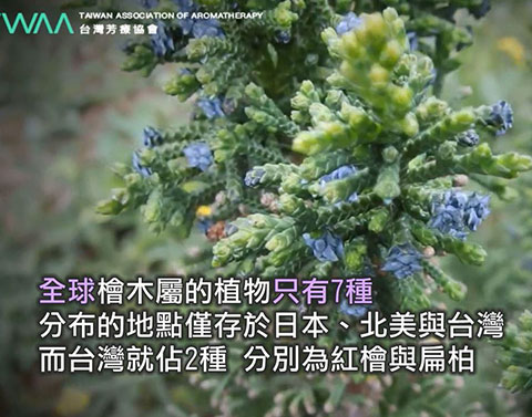 台灣扁柏精油 Hinoki．全球的檜木屬植物只有7種