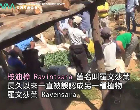 找回自我價值 桉油樟精油．桉油樟 Ravintsara