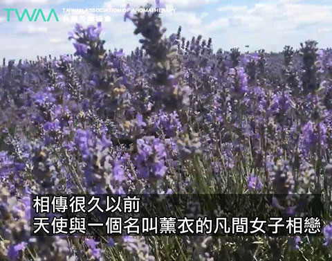 等待愛情的薰衣草．薰衣草的愛情故事