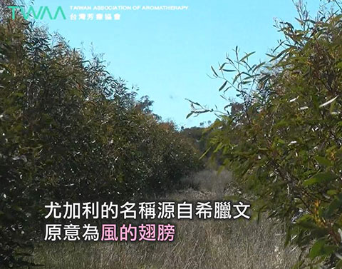 尤加利精油的故事 風的翅膀．尤加利的原希臘文名稱，原意為風的翅膀