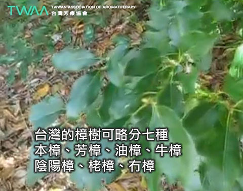 心靈的依靠 芳樟精油．台灣的樟樹可略分為7種