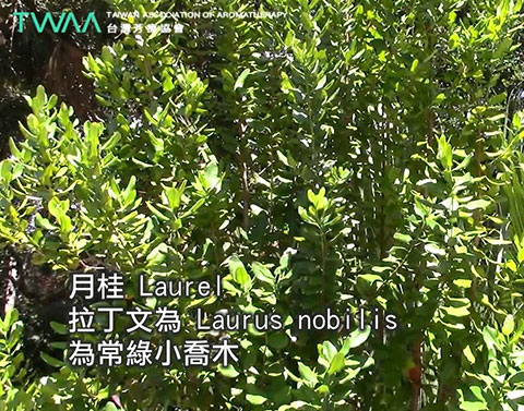 又甜又辣的 月桂精油．月桂 Laurel