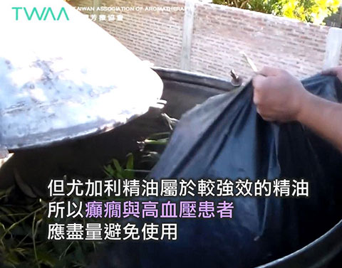 尤加利精油的故事 風的翅膀．癲癇與高血壓患者應避免使用