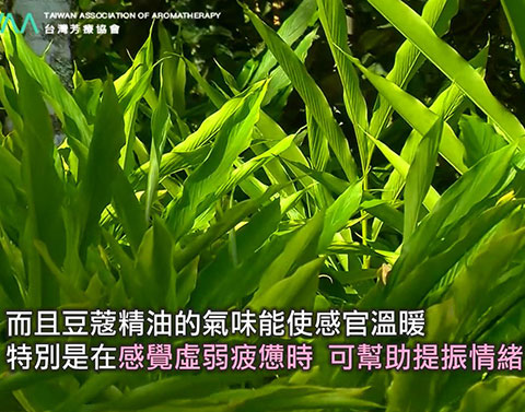 消化系統的良方 豆蔻精油．荳蔻精油可以在覺得虛弱疲憊時使用