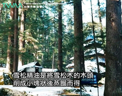 雪松精油．削成小塊後蒸餾