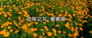 光敏性的吉祥之花：萬壽菊精油的使用指南